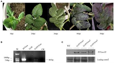 Transcriptome analysis of genes involved in the pathogenesis mechanism of potato virus Y in potato cultivar YouJin